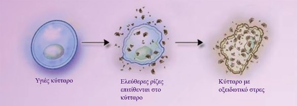 Μέτρηση οξειδωτικού στρες – Αντιοξειδωτικών